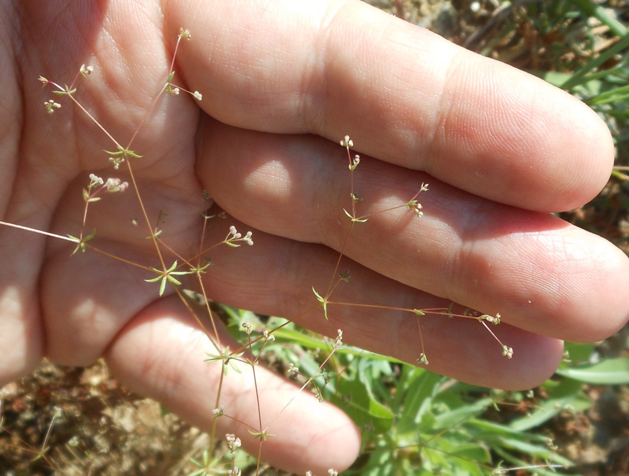 Galium divaricatum Lam. / Caglio divaricato